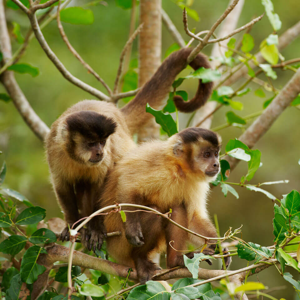 Zwei Affen auf dem Baum. Bildausschnitt Mitarbeitermagazin «Forum»