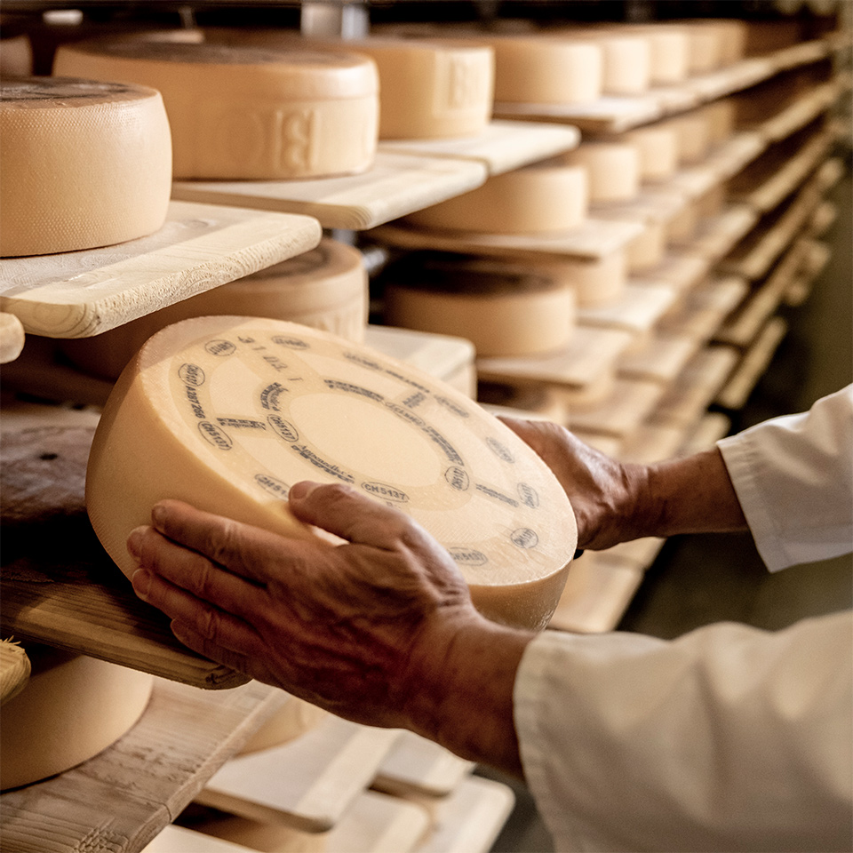 Männerhände halten einen Käselaib